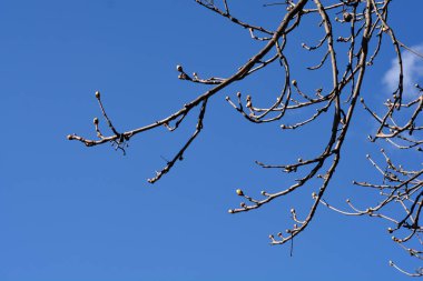 Yaprak tomurcuklu at kestanesi dalları - Latince adı - Aesculus hipocastanum