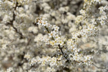 Kiraz Ağacı - Latince adı - Prunus cerasifera