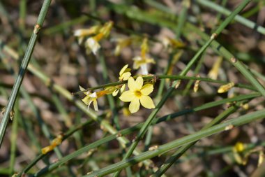 Yasemin, Latince adı Jasminum nudiflorum.