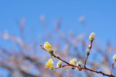 Kıvırcık, söğüt dalını çiçeklerle kilitler - Latince adı - Salix caprea Curly kilitler