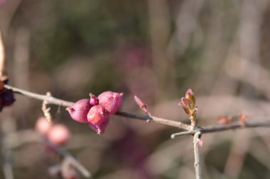 Böğürtlenli Coralberry şubesi - Latince adı - Symphoricarpos orbiculatus