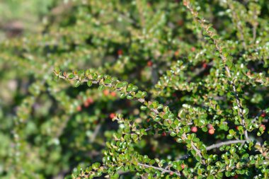 Kaya kronometre kolu - Latince adı - Cotoneaster yatay