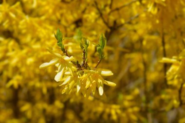 Ağlayan sarı çiçekler - Latince adı - Forsythia asması