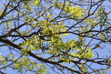 Klasik at kestanesi yeni yapraklar - Latince adı - Aesculus hipocastanum