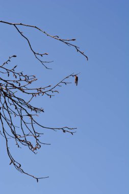 Yeni yaprakları ve çiçekleri olan genel ela dalları - Latince adı - Corylus avellana