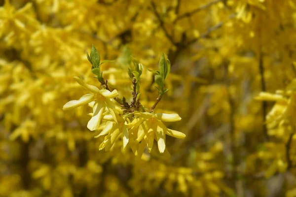 Ağlayan sarı çiçekler - Latince adı - Forsythia asması