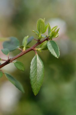 Firethorn Kırmızı Sütun Yaprakları - Latince adı - Pyracantha coccinea Kırmızı Sütun