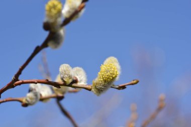 Kıvırcık, söğüt dalını çiçeklerle kilitler - Latince adı - Salix caprea Curly kilitler