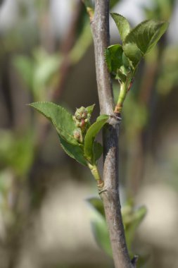 Siyah böğürtlen dalı - Latince adı - Aronia melanocarpa
