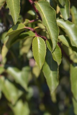 Portekizce Laurel Cherry Latince adıyla Prunus lusitanica Angustifolia 'dan ayrılıyor