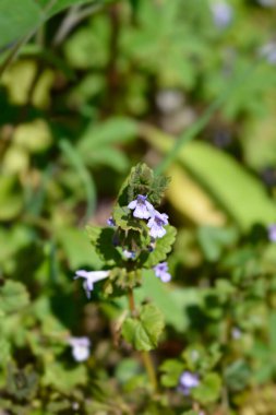Yeraltı sarmaşığı - Latince adı - Glechoma hederacea