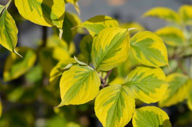 Çiçekli Dogwood Gökkuşağı yaprakları - Latince adı - Cornus florida Rainbow
