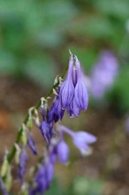 Dağ evi çiçekleri - Latince adı - Hosta kiyosumiensis