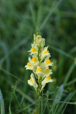 Yaygın mantar - Latince adı - Linaria vulgaris