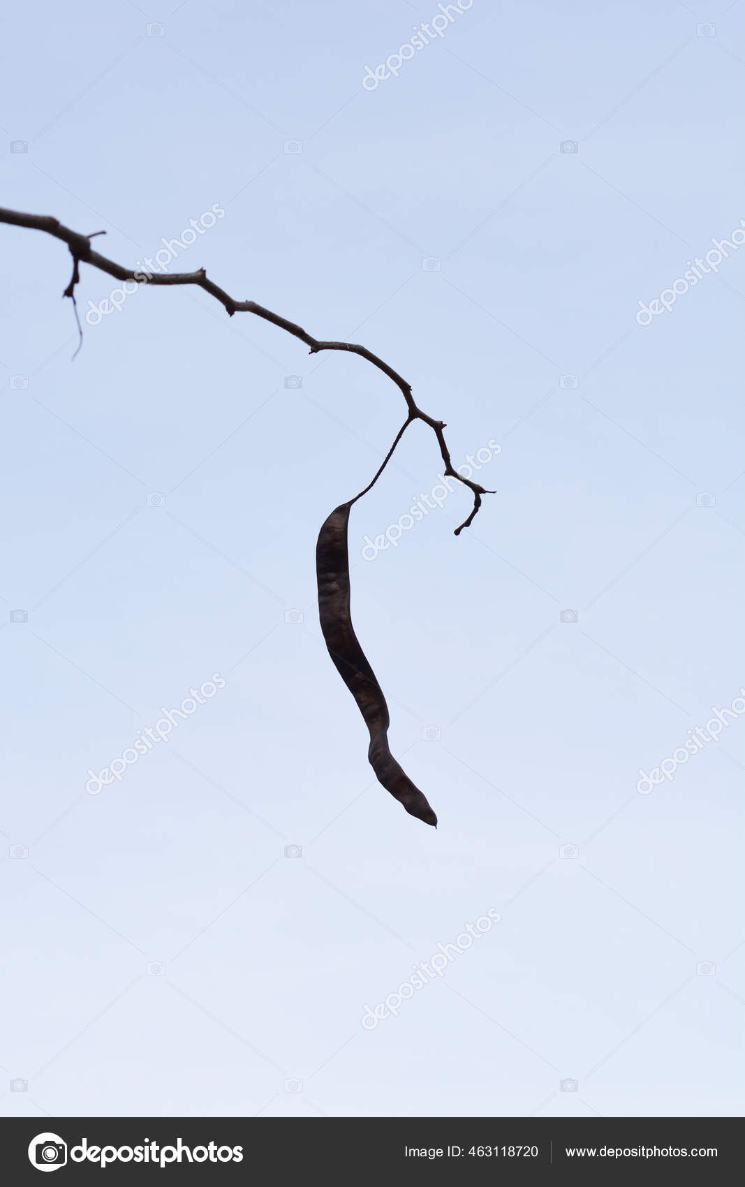 Thornless Honey Locust Bare Branches Seed Pod Latin Name Gleditsia