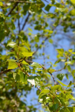 Lombardy kavak - Latince adı - Populus nigra var. italica