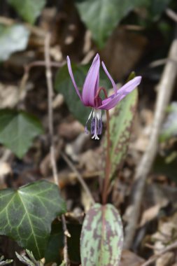 Köpekler diş menekşesi - Latince adı - Eritronyum in- canis
