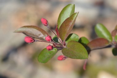 Crabapple Eleyi çiçek tomurcukları - Latince adı Malus x purpurea Eleyi