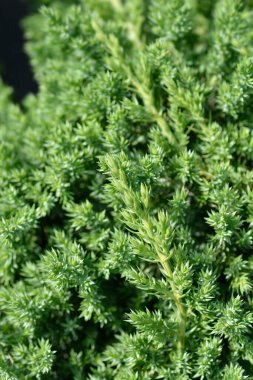 Cüce Japon bahçe ardıcı - Latince adı - Juniperus procumbens Nana