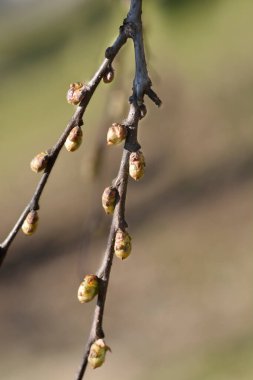 Tomurcuklu yaygın böğürtlen dalı - Latince adı - Kelt oksiti