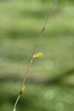 Yeni yapraklı huş dalı - Latince adı - Betula pendula