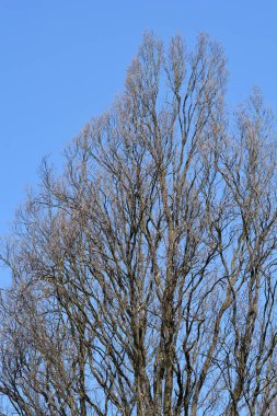 Mavi gökyüzüne karşı İngiliz meşe dalları - Latince adı - Quercus robur Fastigiata