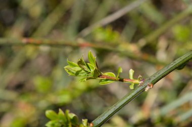 Yasemin yaprakları - Latince adı - Jasminum nudiflorum