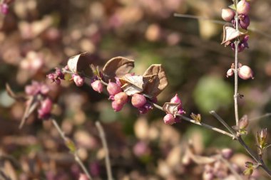 Böğürtlenli Coralberry şubesi - Latince adı - Symphoricarpos orbiculatus