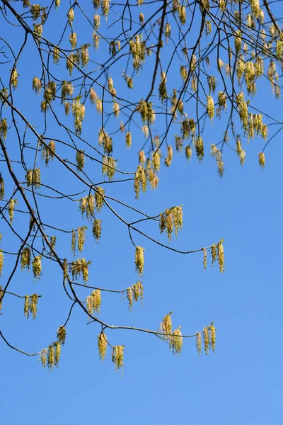 Ramas Arce Boxelder Con Flores Contra Cielo Azul Nombre Latino —  Fotos de Stock