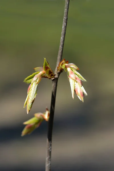 Ramo Choupo Comum Com Folhas Novas Nome Latino Carpinus Betulus — Fotografia de Stock