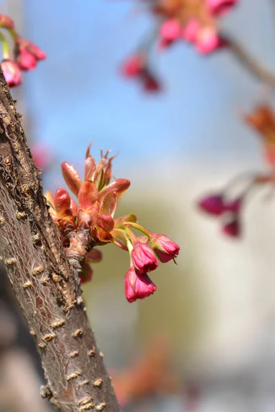 Japanese Flowering Cherry Kanzan New Leaves Flower Buds Latin Name — Stock Photo, Image