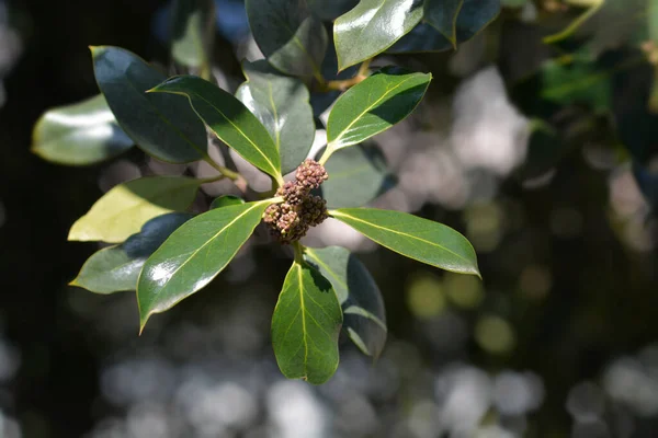 Oddział Common Holly Nazwa Łacińska Ilex Aquifolium — Zdjęcie stockowe