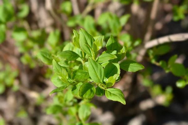 Płacząca Gałąź Forsycji Liśćmi Łacińska Nazwa Forsythia Suspensa — Zdjęcie stockowe