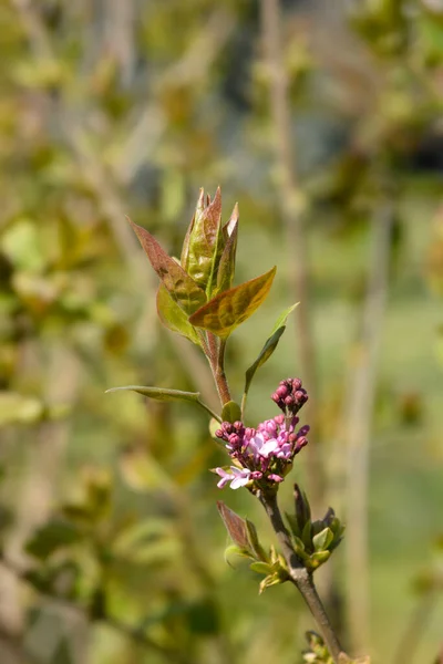 Blütenknospen Rosa Flieder Lateinischer Name Syringa Vulgaris — Stockfoto