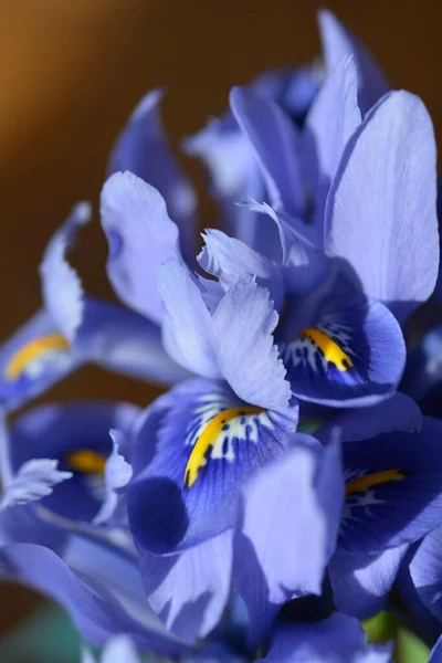 Květy Duhovky Alida Latinský Název Iris Reticulata Alida — Stock fotografie