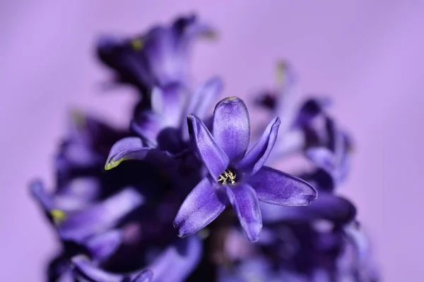 Fleur Jacinthe Commune Nom Latin Hyacinthus Orientalis — Photo
