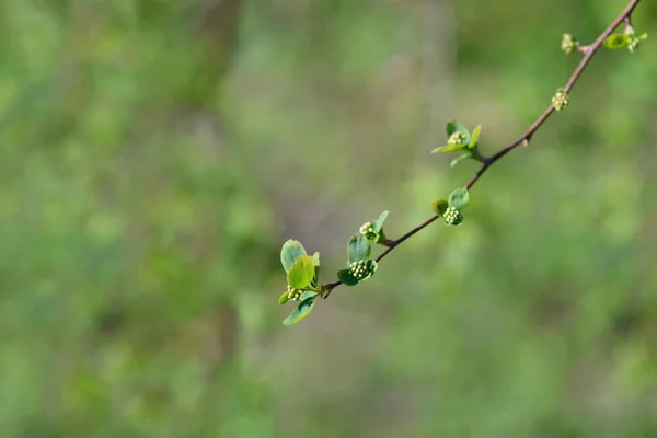 Van Houttes Spiraea Branch Flower Buds Latin Name Spiraea Vanhouttei — Stock Photo, Image