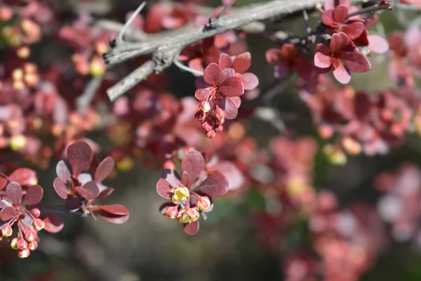 紫色の日本のバーベリーの花の芽 ラテン名 ベルベリス トゥンベルギ — ストック写真