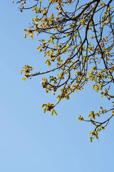 Branches Marronnier Commun Avec Nouvelles Feuilles Boutons Floraux Contre Ciel — Photo