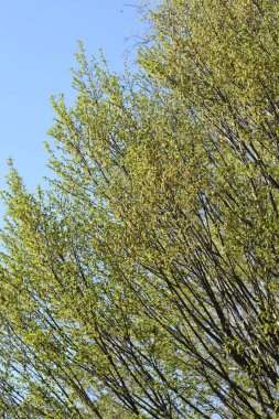 Mavi gökyüzüne karşı ortak boynuz demeti dalları - Latince adı - Carpinus betulus