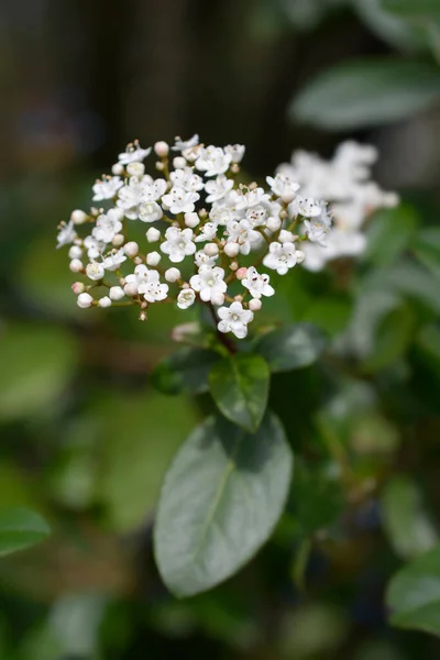 Laurustinus Flowers Nombre Latino Viburnum Tinus —  Fotos de Stock