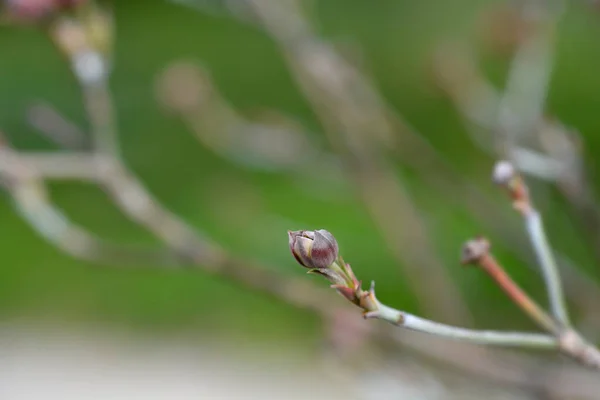 Çiçekli Dogwood Cherokee Şef Çiçeği Latince Adı Cornus Florida Cherokee — Stok fotoğraf