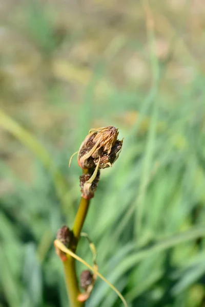 Verano Brotes Flores Asphodel Nombre Latino Asphodelus Aestivus —  Fotos de Stock