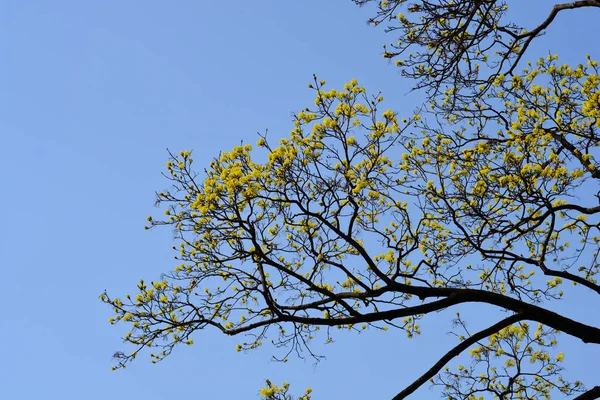 Branches Érable Norvège Avec Des Fleurs Contre Ciel Bleu Nom — Photo