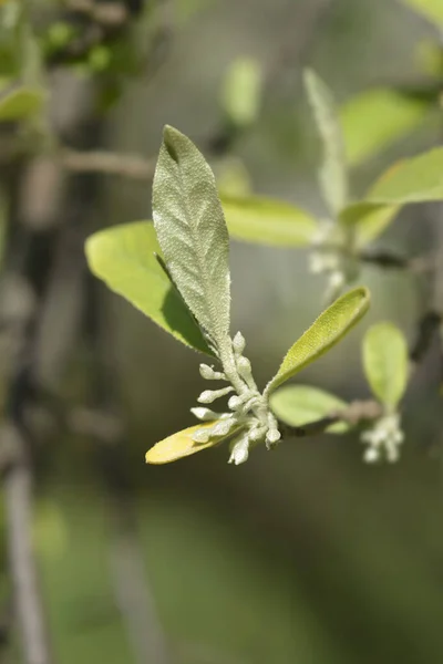 花の芽を持つ秋のオリーブの枝 ラテン名 Elaeguns Umbellata — ストック写真