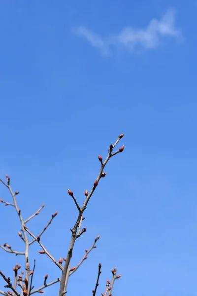 Lenço Ramos Árvore Com Botões Contra Céu Azul Nome Latino — Fotografia de Stock