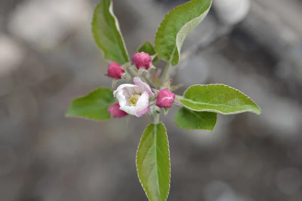 Elstarりんごの葉と花 ラテン語名 Malus Domestica Elstar — ストック写真