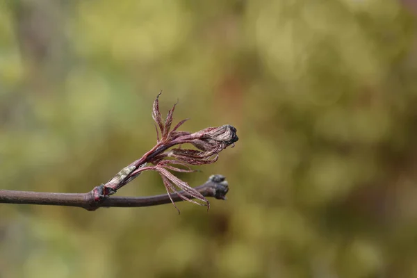 Japanischer Ahorngranat Neue Blätter Lateinischer Name Acer Palmatum Granat — Stockfoto