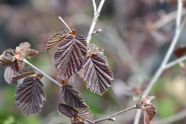 Neue Blätter Der Violetten Hasel Lateinischer Name Corylus Maxima Purpurea — Stockfoto
