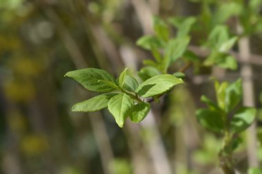 Ağlayan yapraklar - Latince isim - Forsythia gerilimi